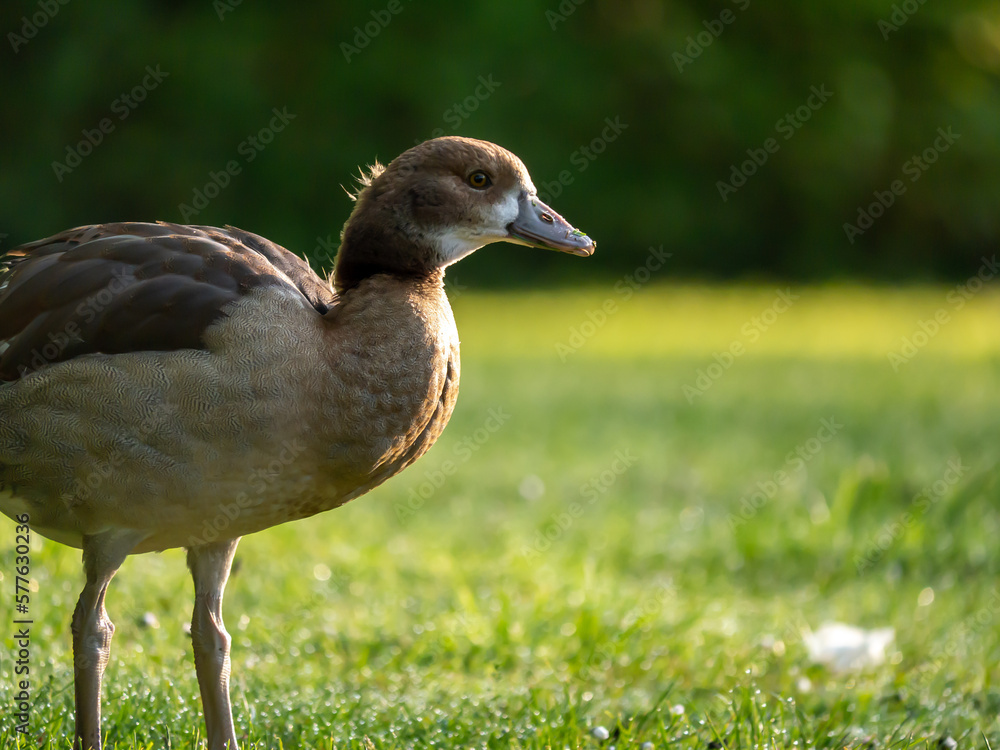 Nilgans Nilgans