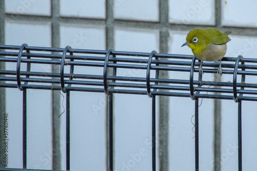 東京港区赤坂5丁目のメジロ