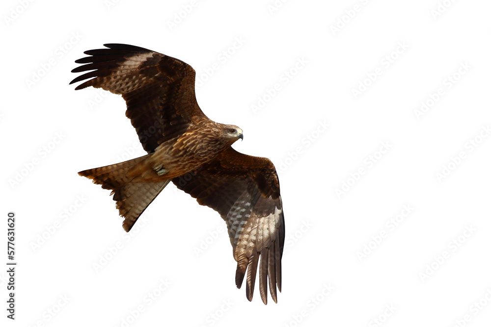 Bird of prey Black kite (Milvus migrans) flying on transparent background png file Bird of prey Black kite (Milvus migrans) flying on transparent background png file