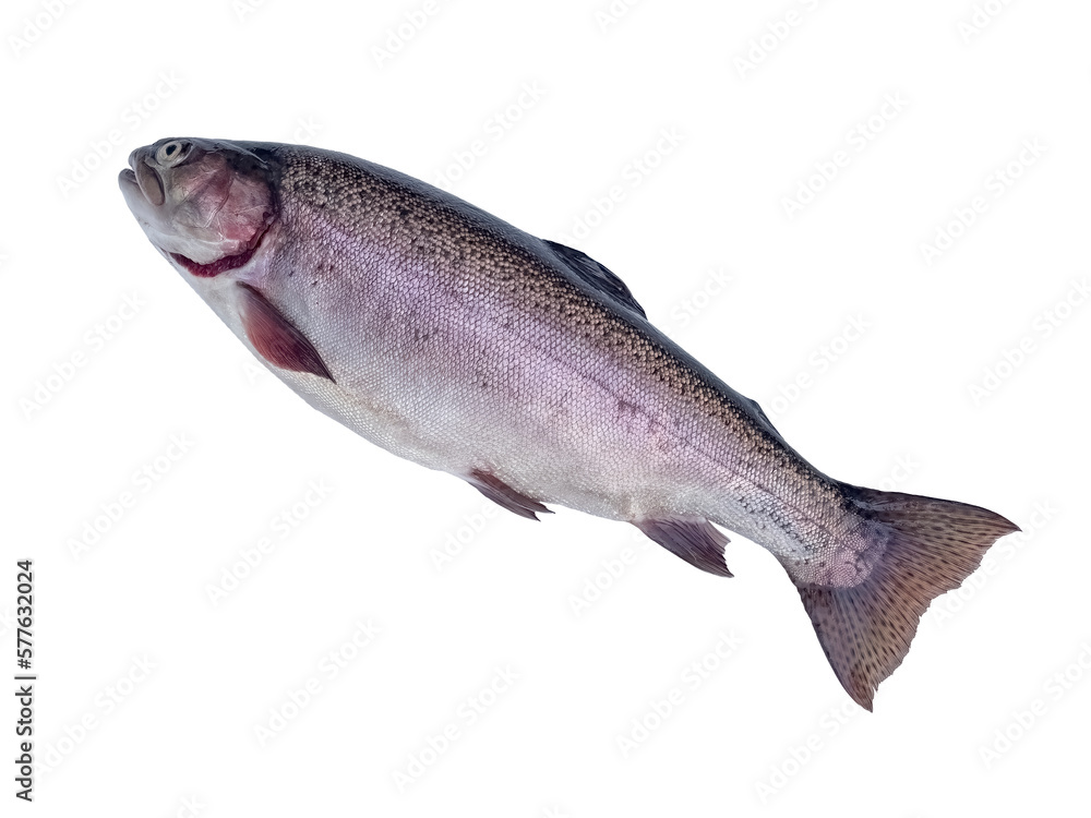 Naklejka premium raw rainbow trout isolated on white background