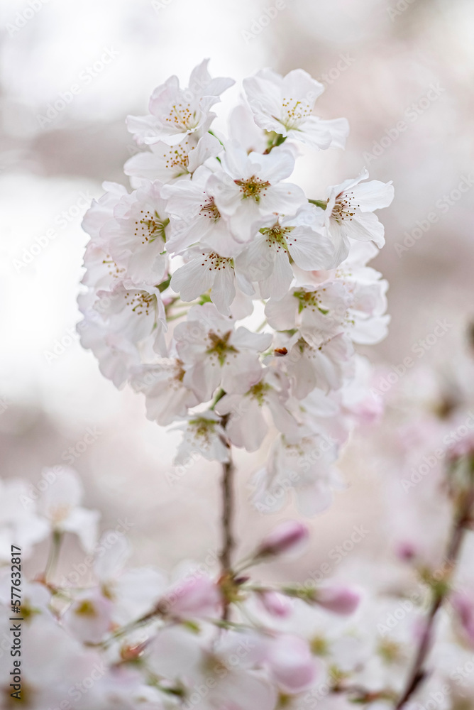 Close up of cherry blossom in spring