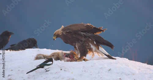 Eagle chasing away magpies from food in the windy mountains at winter