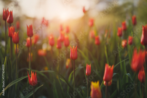 Tulip garden sunrise or sunset spring field background