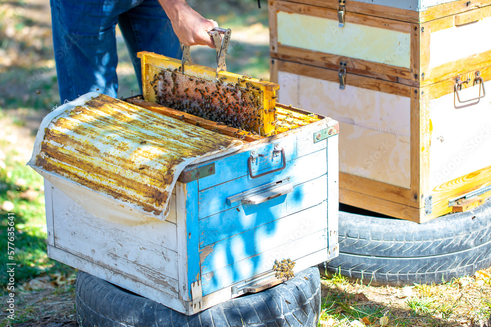 The beekeeper extracts honey from bee hives, holds the honeycomb in his hands, assessing the state of the honey. Beekeeping, wholesome food for health. The beekeeper extracts honey from bee hives, holds the honeycomb in his hands, assessing the state of the honey. Beekeeping, wholesome food for health.