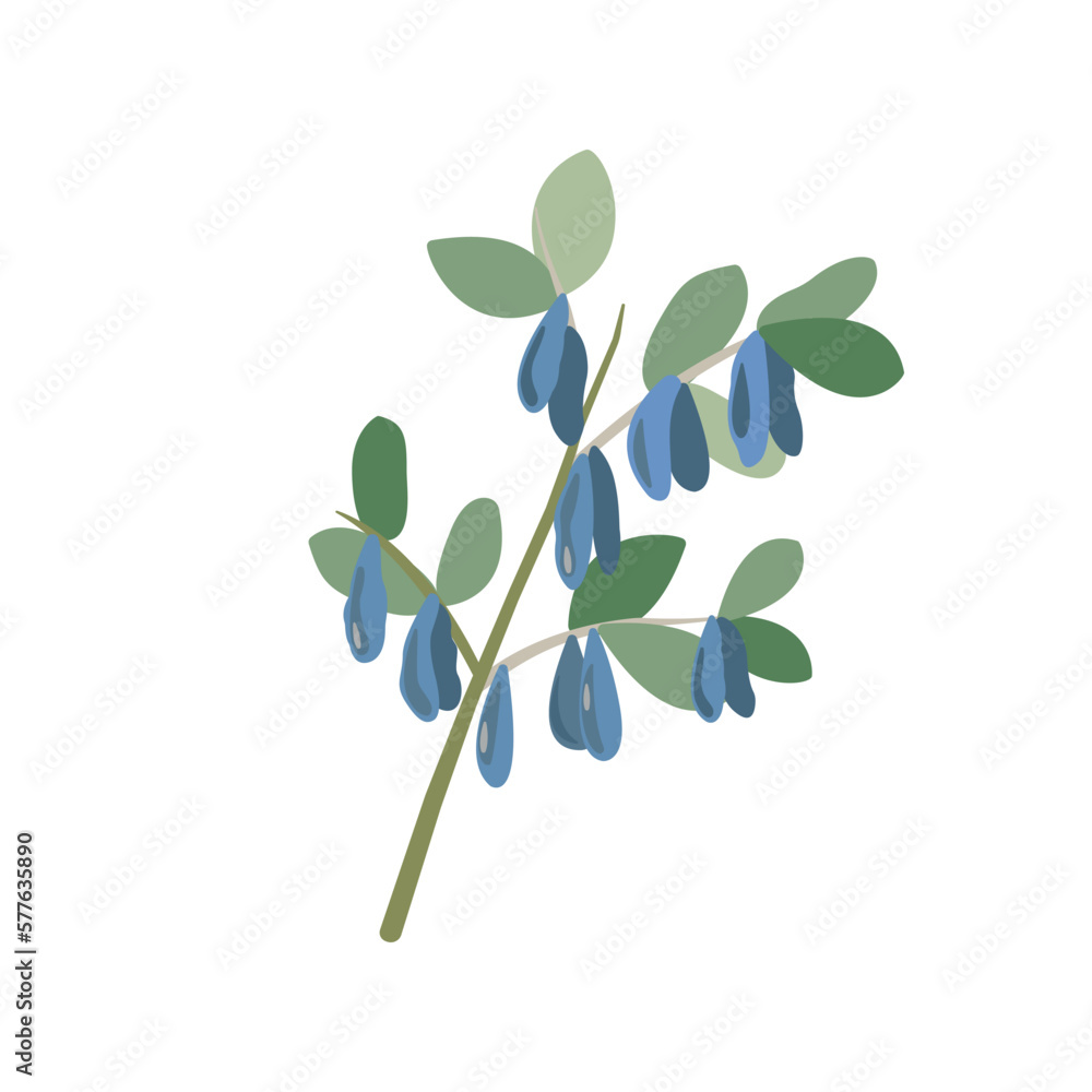 Pastel colour honeysuckle berries branch. Lonicera japonica. Vector minimal illustration. Design for textile and packaging.
