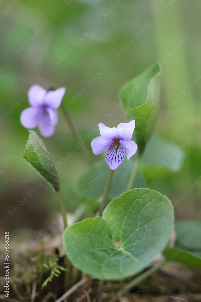 Viola epipsila, commonly known as Dwarf marsh violet or Northern marsh violet, wild spring flower from Finland Viola epipsila, commonly known as Dwarf marsh violet or Northern marsh violet, wild spring flower from Finland