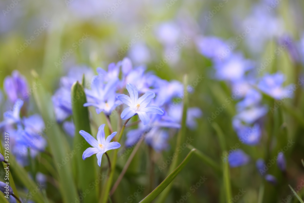 Glory-of-the-snow, also called blue giant, Scilla forbesii, blue spring flower from Finland