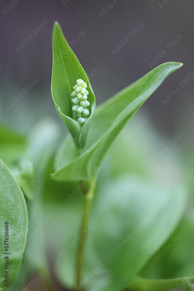 Obraz premium May Lily, Maianthemum bifolium, wild poisonous plant from Finland