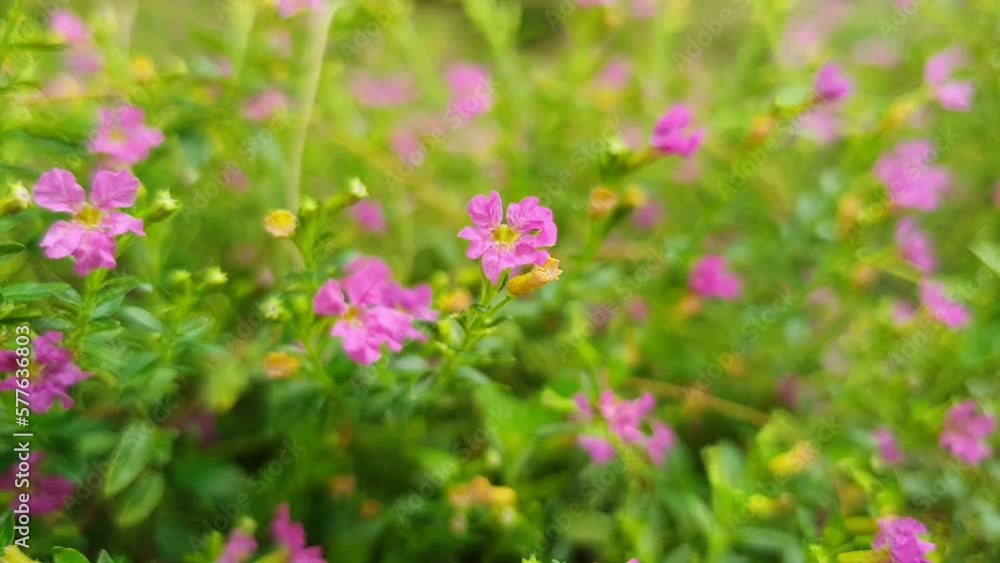 Wild flowers in bloom, pastel colours. Filmed in Indonesia. Bokeh pink flower background. Wild flowers in bloom, pastel colours. Filmed in Indonesia. Bokeh pink flower background.