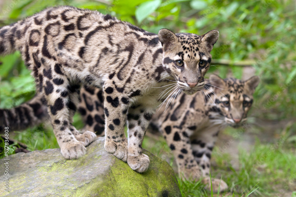 Two young clouded leopards standing side by side on a stone in Taman