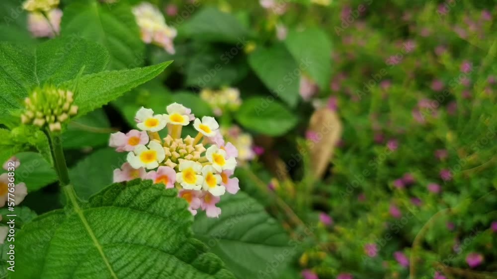 Wild flowers in bloom, yellow and white colours. Filmed in Indonesia. Green leaves background. Wild flowers in bloom, yellow and white colours. Filmed in Indonesia. Green leaves background.