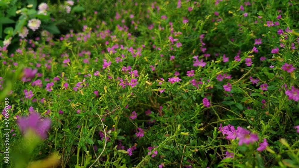 Wild flowers in bloom, pastel colours. Filmed in Indonesia. Bokeh pink flower background. Wild flowers in bloom, pastel colours. Filmed in Indonesia. Bokeh pink flower background.