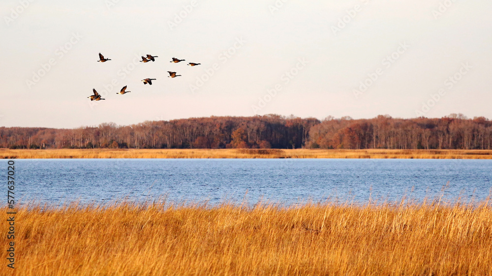 Canada geese in migration at Bombay Hook National Wildlife Refuge, Delaware, USA