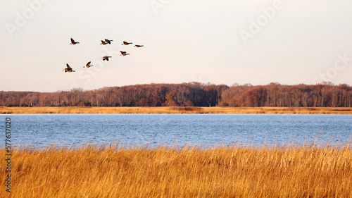 Canada geese in migration at Bombay Hook National Wildlife Refuge, Delaware, USA photo