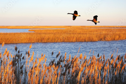 Canada geese in migration at Bombay Hook National Wildlife Refuge, Delaware, USA photo