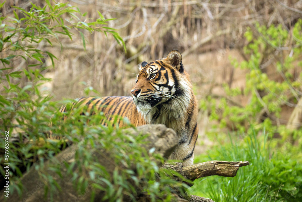 Sumatran tiger stand hidden in rainforest and his head is turned backward. Tiger male look back in the wild nature of Kerinci Seblat National Park against the rocks backdrop. Panthera tigris sumatrae Sumatran tiger stand hidden in rainforest and his head is turned backward. Tiger male look back in the wild nature of Kerinci Seblat National Park against the rocks backdrop. Panthera tigris sumatrae
