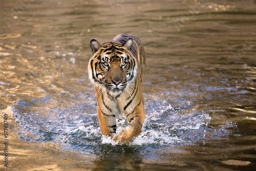 Malayan tiger male walk in water at the shore of lake Kenyir in Taman Negara National Park at sunset. Evening scene from Malaysia wilderness with wet tiger in foamy water. Panthera tigris jacksoni