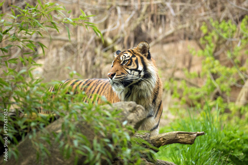 Sumatran tiger stand hidden in rainforest and his head is turned backward. Tiger male look back in the wild nature of Kerinci Seblat National Park against the rocks backdrop. Panthera tigris sumatrae