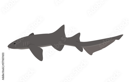 Nurse Shark