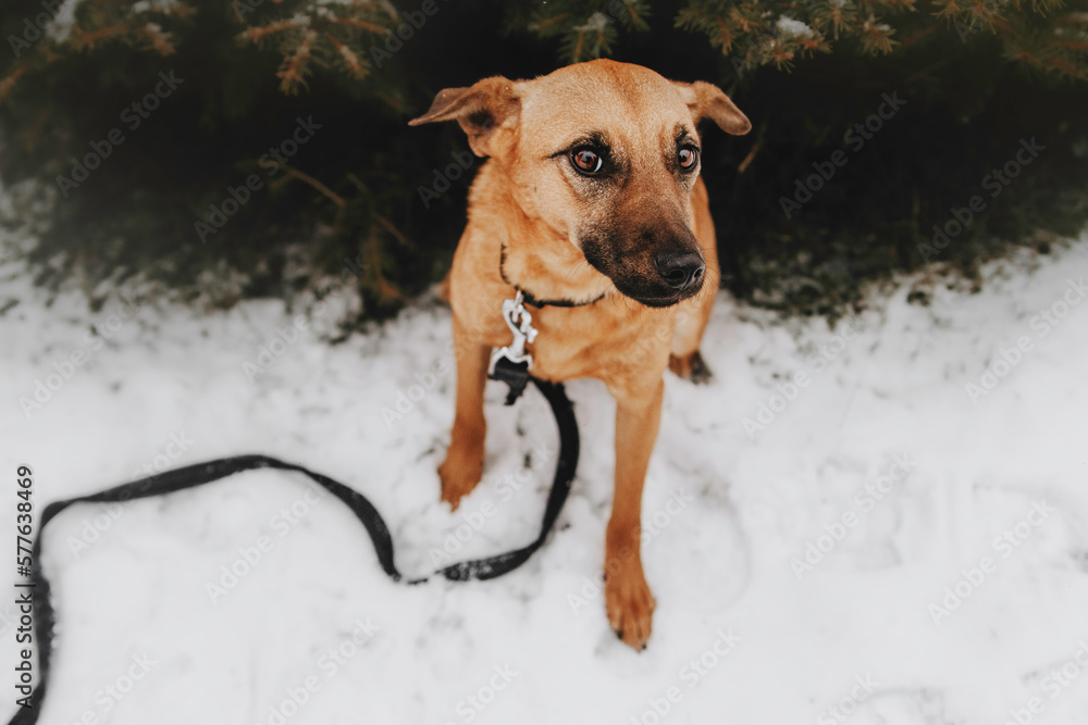 Portrait of a funny red dog breed mestizo in the park