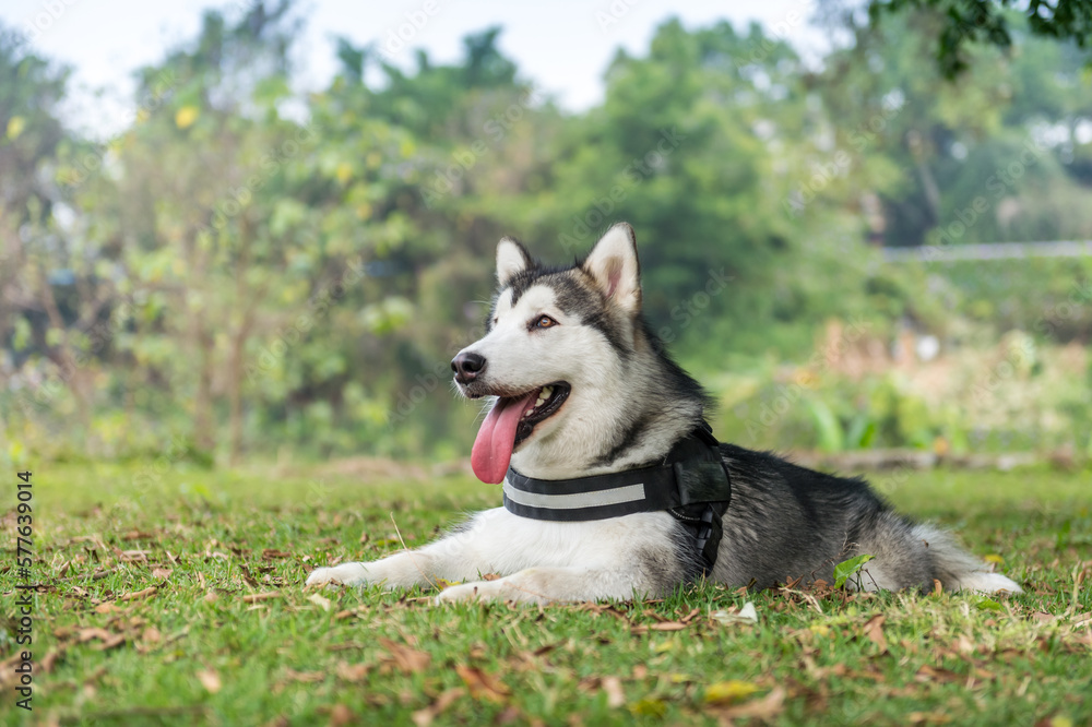 husky lying on the grass