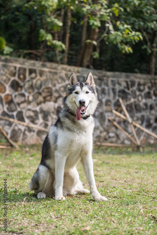 Husky sitting on the grass Husky sitting on the grass