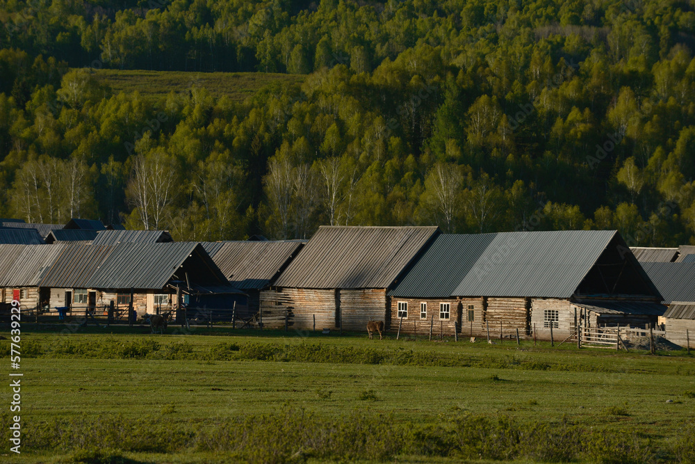 Obraz premium In the quiet Hemu Village near Kanas Scenic Area in Xinjiang, China, there are wooden huts lying on the quiet grassland. High-quality photo