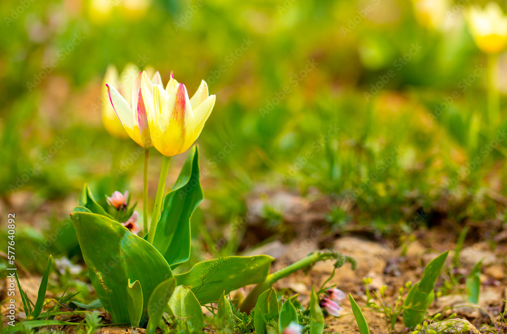 Spring flowers under the rays of sunlight. Snowdrops close-up. Beautiful landscape of nature. Hi spring. Beautiful flowers on a green meadow. Spring flowers under the rays of sunlight. Snowdrops close-up. Beautiful landscape of nature. Hi spring. Beautiful flowers on a green meadow.