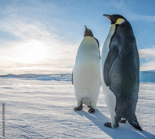 Emperor penguins on the surface of McMurdo Sound, Ross Sea, Antarctica. photo