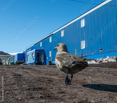 A south polar skua at McMurdo Station, Antarctica. photo