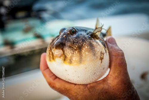 Puffer fish in hand. photo