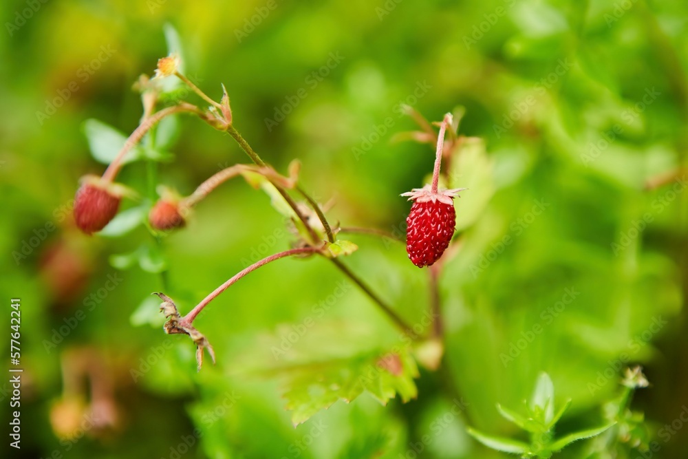Fruits of wild strawberry berries. Edible fruits in the forest. Natural gifts. Fruits of wild strawberry berries. Edible fruits in the forest. Natural gifts.