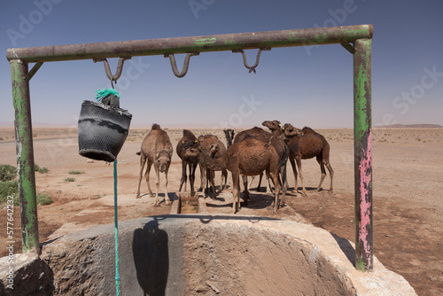 Group of camels drinking near a well in the desert of Sahara, Morocco, north africa photo