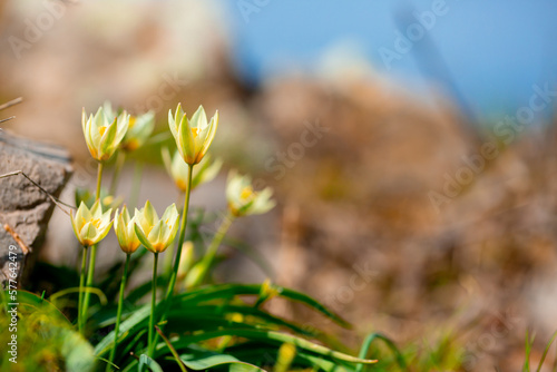 Spring flowers under the rays of sunlight. Snowdrops close-up. Beautiful landscape of nature. Hi spring. Beautiful flowers on a green meadow.