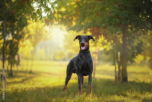 Foto black funny doberman dog portrait at dawn in a green nature