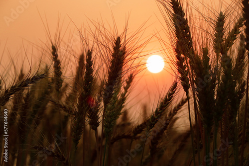 Wheat on a great summer sunset background