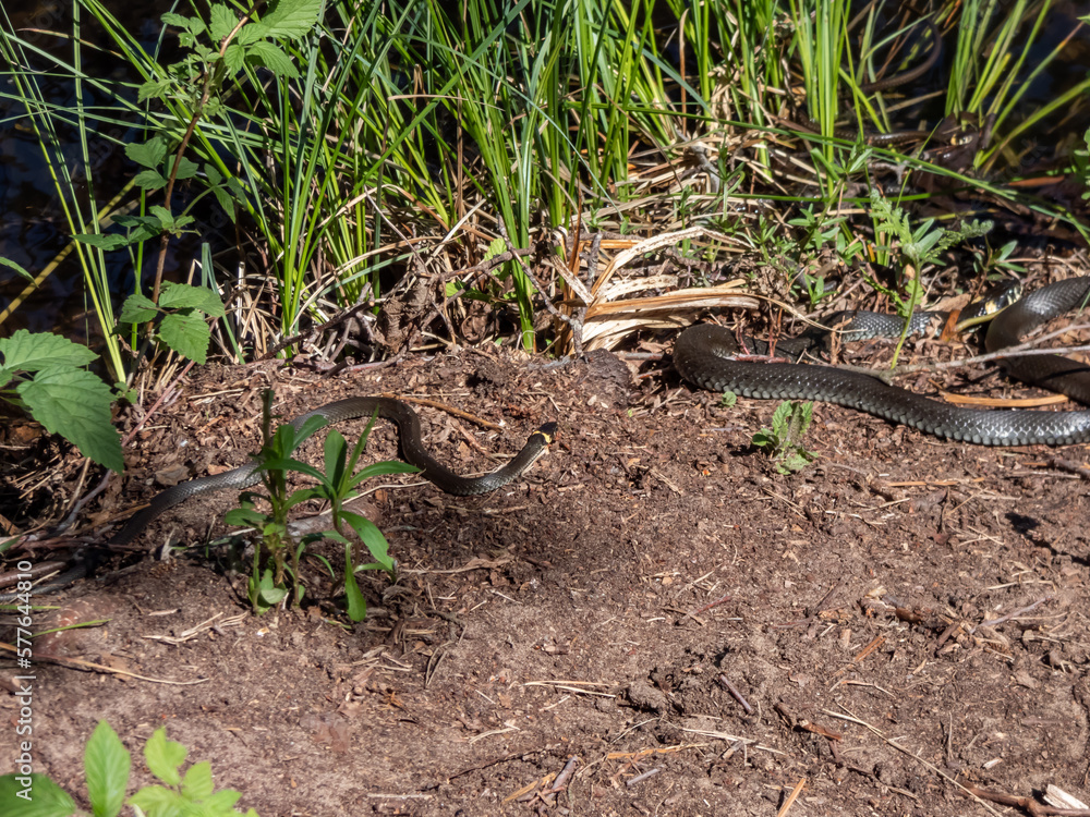 View of a group of black and brown grass snakes (Natrix natrix) of ...