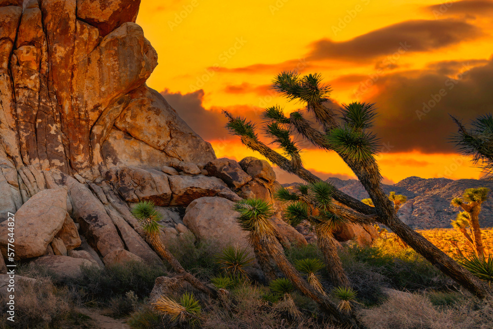 Joshua Tree National Park, Yucca Valley Desert in Southern California at sunrise