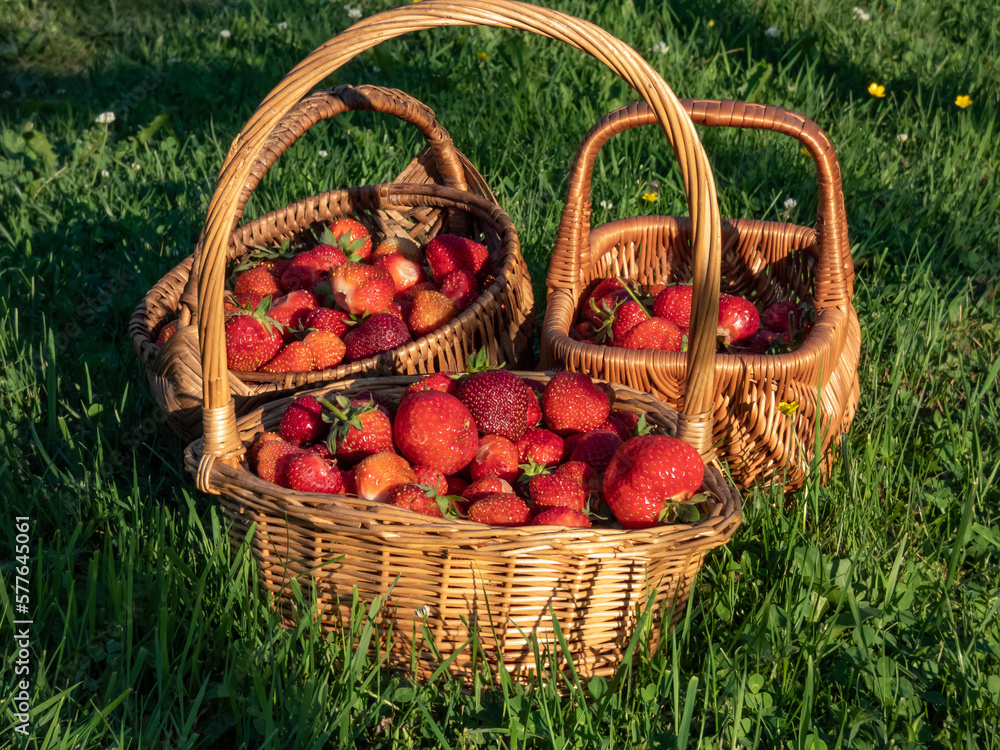 Close-up shot of the wooden baskets full with red, ripe strawberries on the ground with green grass in summer in beautiful, golden light in the evening Close-up shot of the wooden baskets full with red, ripe strawberries on the ground with green grass in summer in beautiful, golden light in the evening