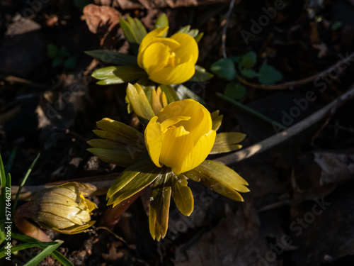 Macro shot of emerging cultivar of Winter aconite (Eranthis tubergenii) 'Guinea Gold' as soon as snow melts in bright sunlight in spring