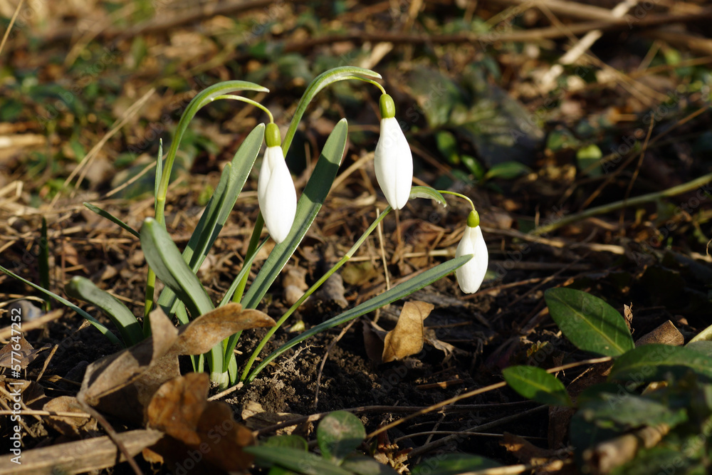 Showdrops in the park. Springtime.