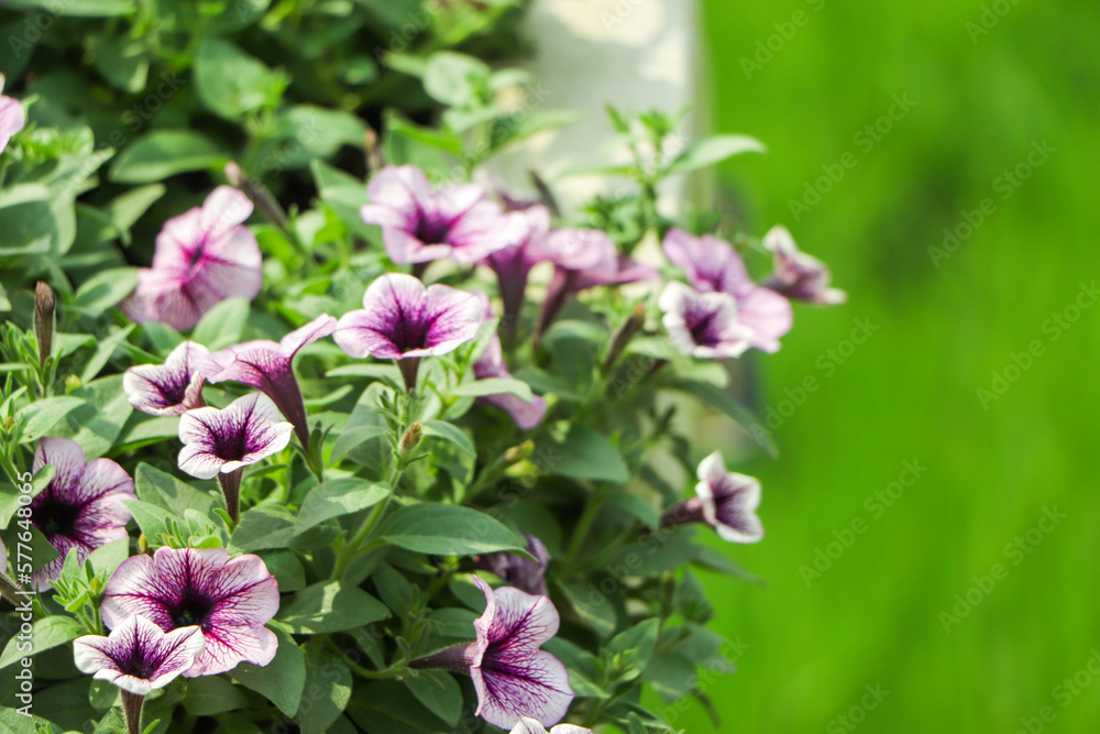 Flowerbed with multicoloured petunias / Image full of colourful petunia (Petunia hybrida) flowers Flowerbed with multicoloured petunias / Image full of colourful petunia (Petunia hybrida) flowers