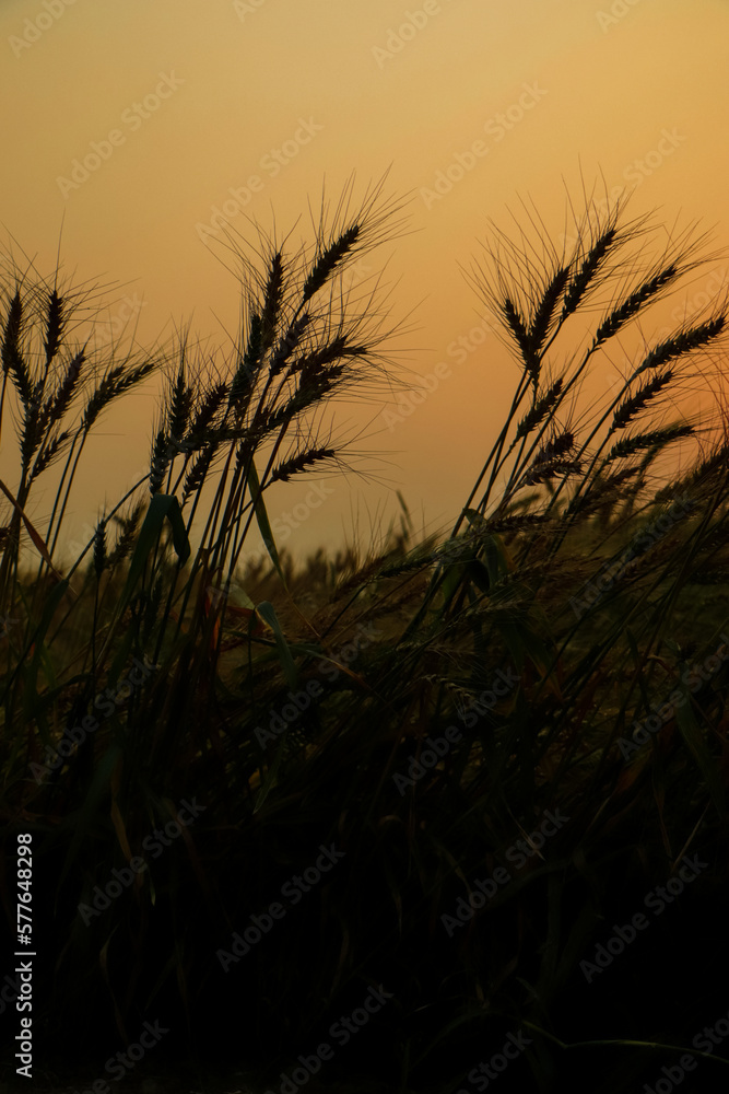 Golden ears of wheat on the field. Sunset light.