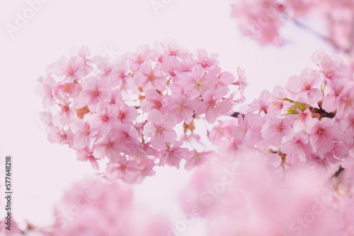 桜 満開 