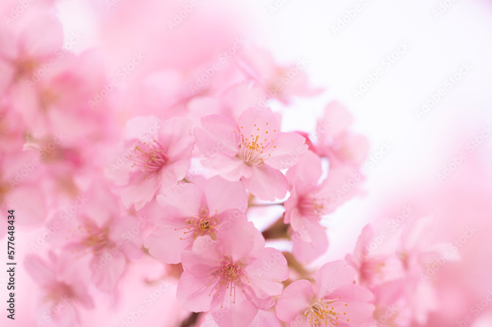 桜　満開　