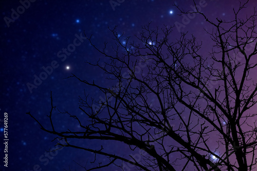 Milky way stars and tree silhouette.