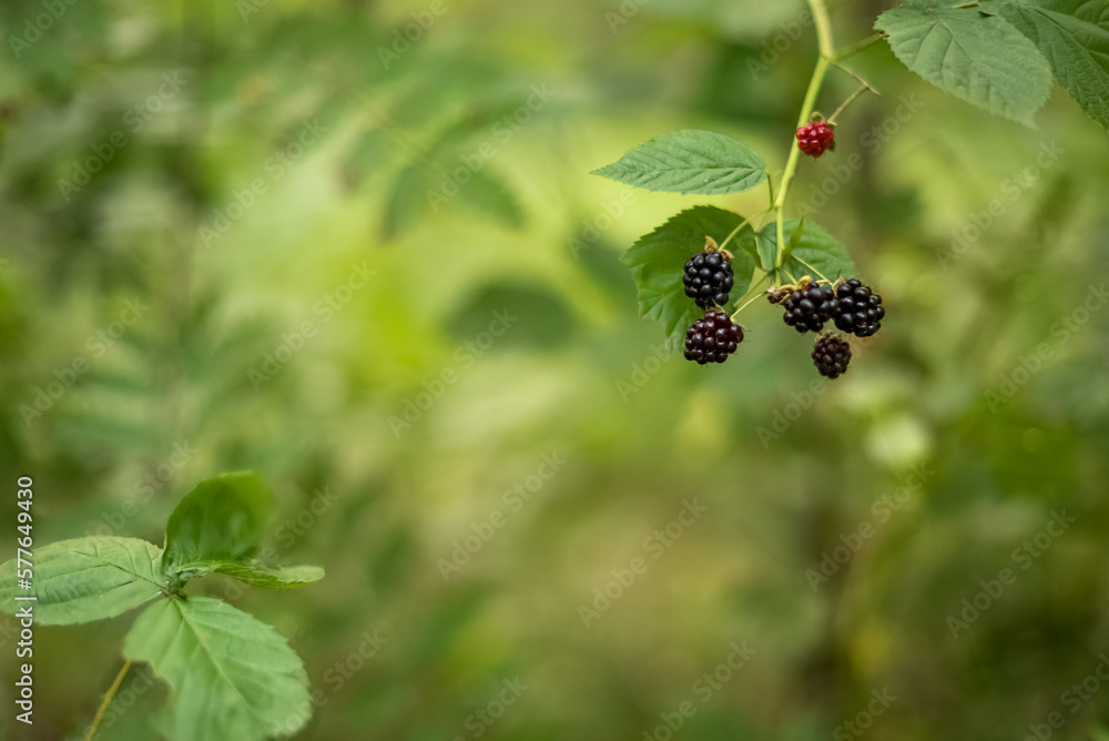 cluster of mature berries of forest blackberries on green blurred natural background