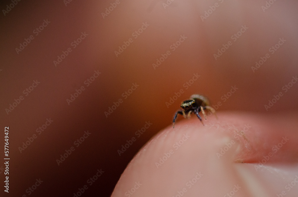 Obraz premium small jumping spider on my fingertip