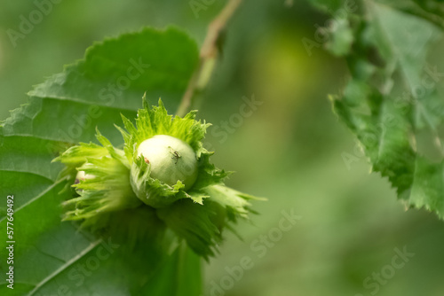 Valokuva Cluster of unripe green filbert cob nuts  growing on tree branch close up