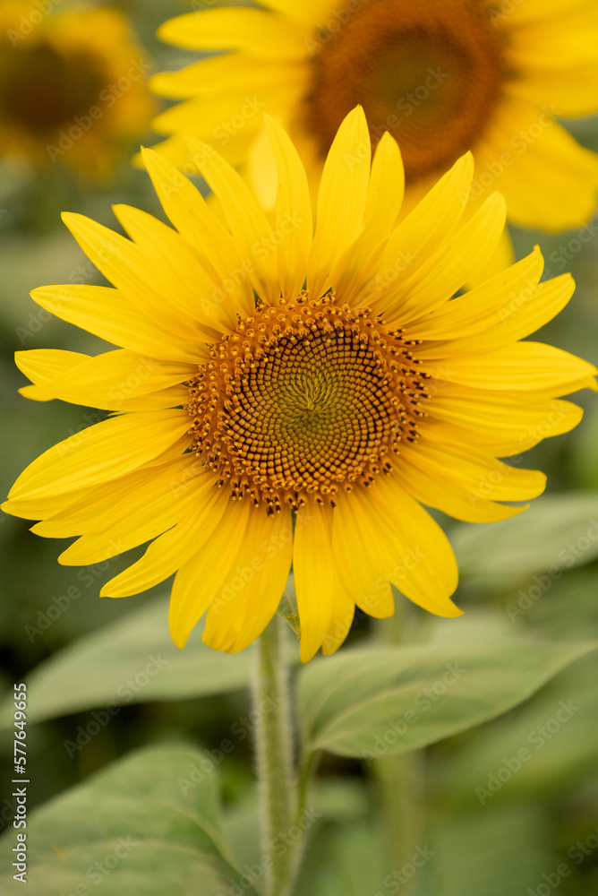 inflorescence of sunflower with yellow petals in agricultural field close up inflorescence of sunflower with yellow petals in agricultural field close up